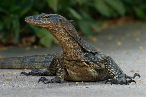 giant monitor lizard.